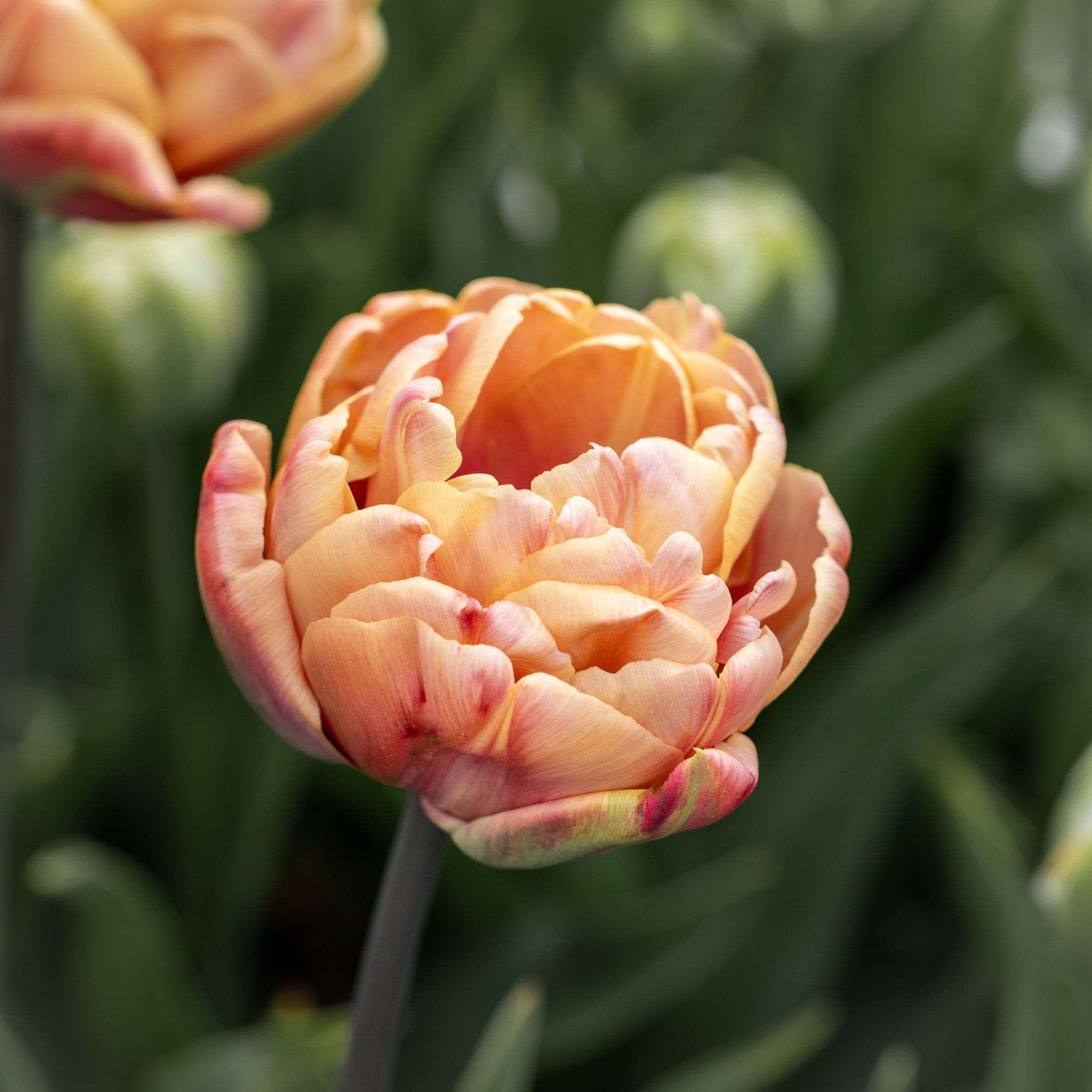 Tulpan 'La Belle Epoque'